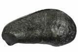 Fossil Whale Ear Bone - Miocene #99978-1